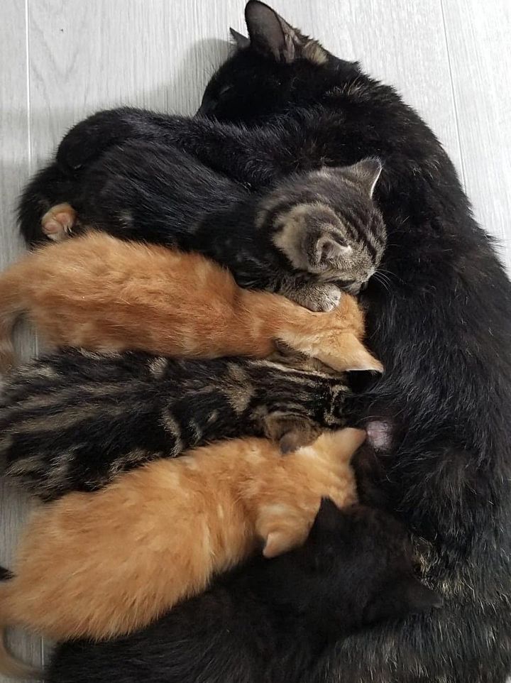 cat mother Calie, nursing kittens
